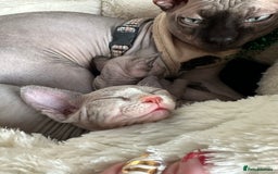 Sphynx cats for sale: Amazing kitten looking for family ❤️❤️❤️ - Image 18