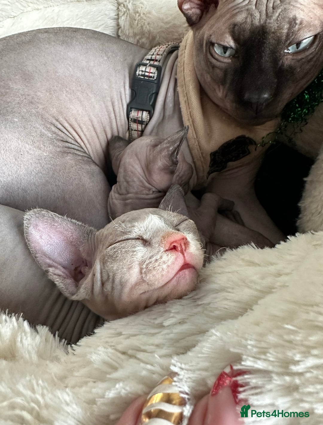 Sphynx cats for sale: Amazing kitten looking for family ❤️❤️❤️ - Image 18