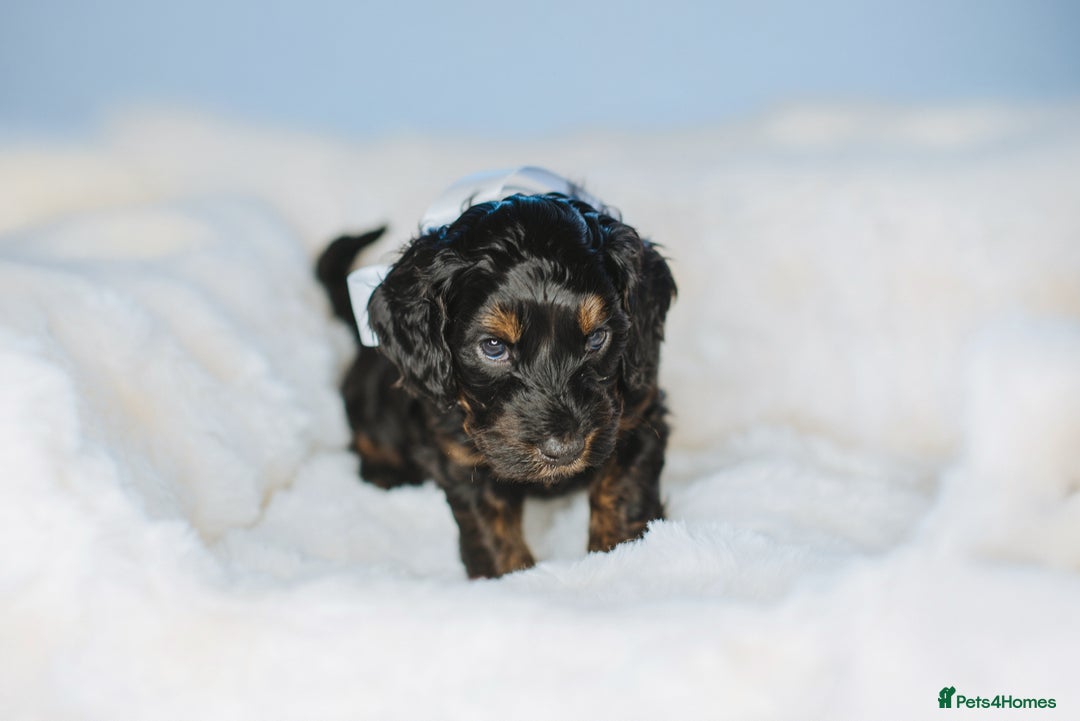 Cockapoo dogs for sale:  READY NOW!! 💙🐶💙2 boys Amazing F1b Cockapoos  - Advert 24