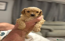 Cockapoo dogs for sale: Cockapoo puppies for sale central scotland - Image 2