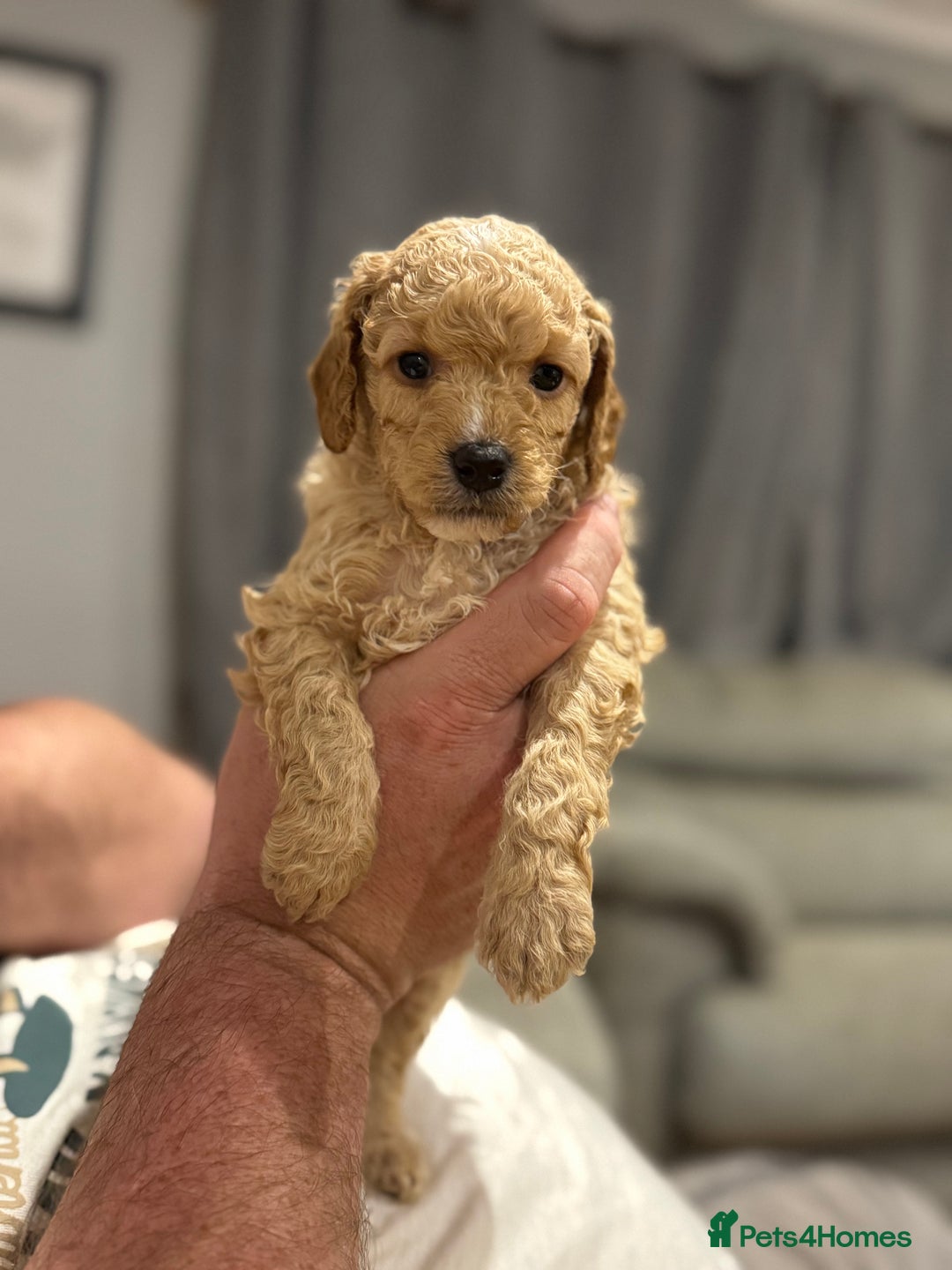 Cockapoo dogs for sale: Cockapoo puppies for sale central scotland - Image 2