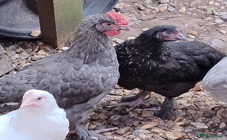 Chickens poultry - Advert 7