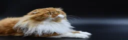 Scottish Fold cats for stud: RoyalOwl Yoshi: Scottish Fold Longhair Stud  - Advert 3