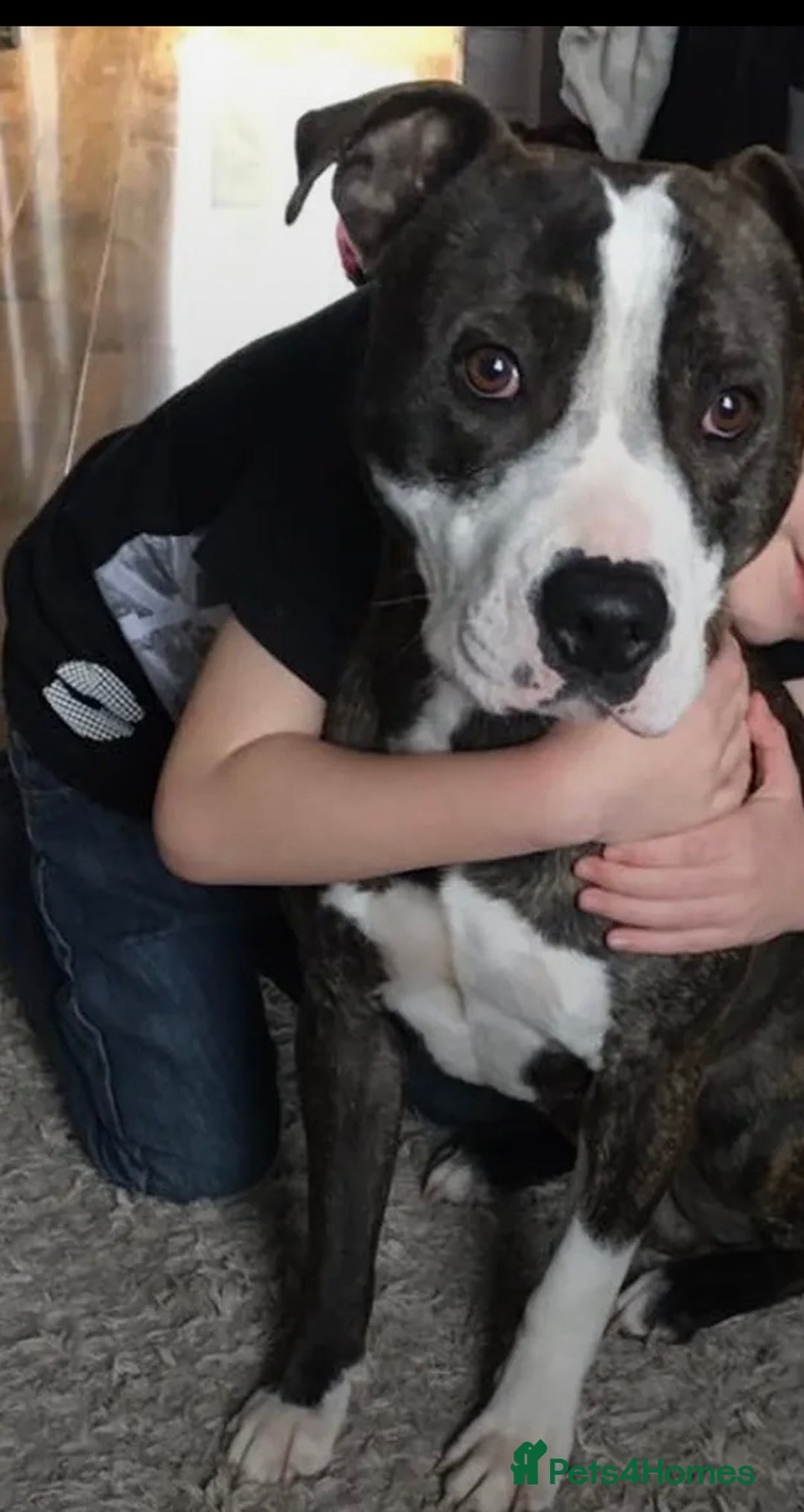 Staffordshire Bull Terrier dogs for sale: Looking for a loving home for Bruno.  - Advert 2