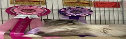 Ragdoll cats for sale: 🤍 Exceptional TICA Registered Ragdoll Girls - Advert 12