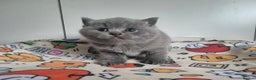 British Shorthair cats for sale: **Stunning TICA Registered Kittens** - Advert 26