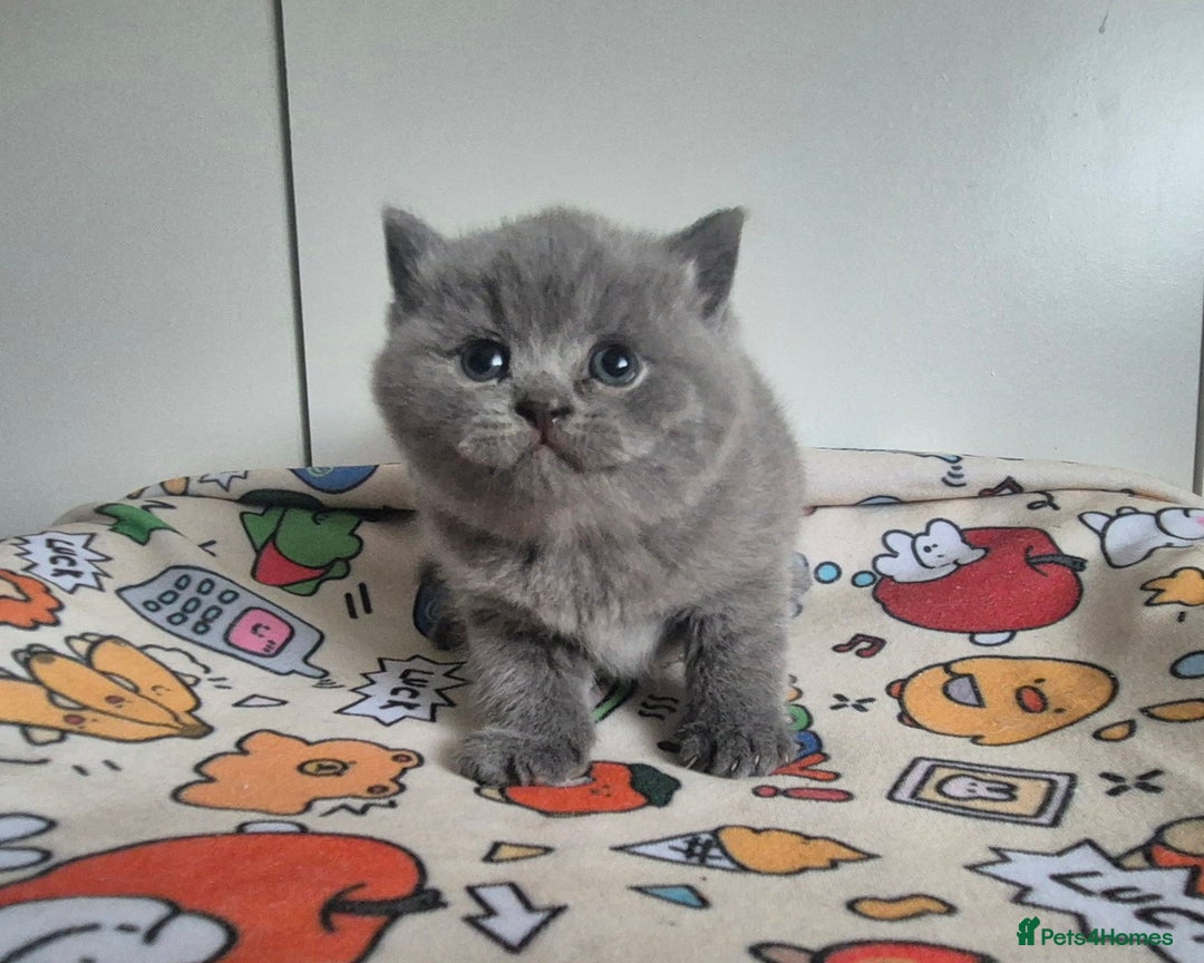 British Shorthair cats for sale: **Stunning TICA Registered Kittens** - Advert 26