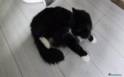 Mixed Breed cats for sale: Beautiful kittens for sale - Image 21
