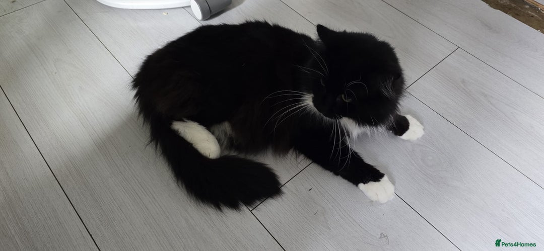 Mixed Breed cats for sale: Beautiful kittens for sale - Image 21