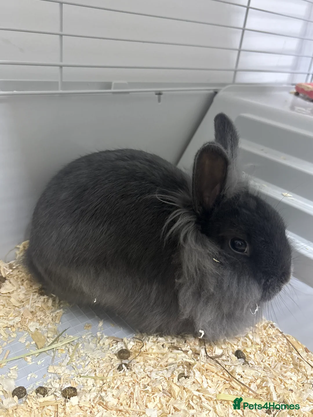 Mixed Breed rabbits for sale: Rabbits  - Advert 3