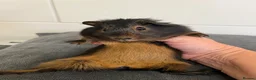 Guinea Pig rodents for sale: 3 Baby Guinea pigs for sale ready now  - Advert 3