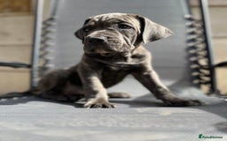 Cane Corso dogs for sale: Purebred Cane Corso puppies  - Image 11