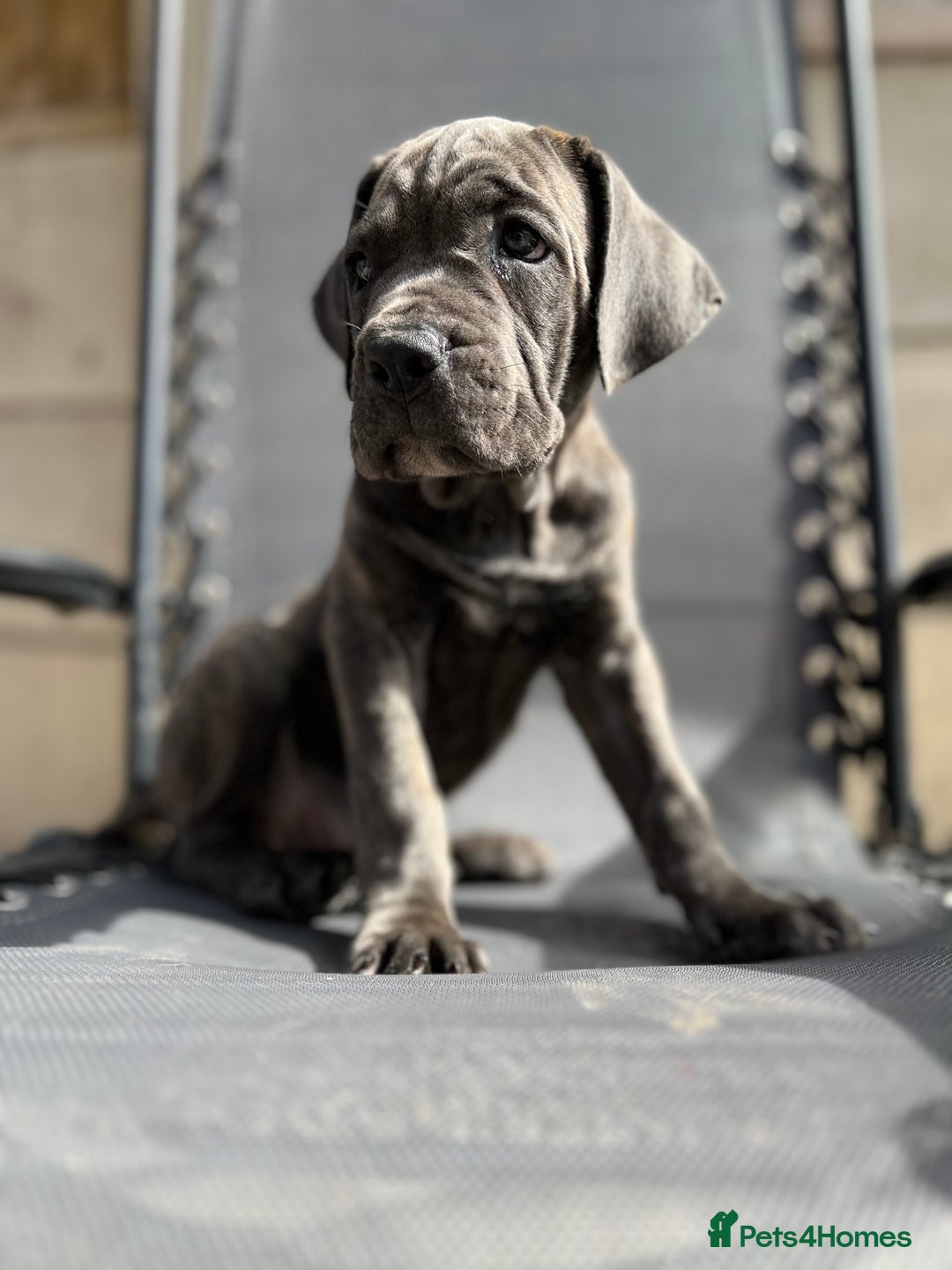 Cane Corso dogs for sale: Purebred Cane Corso puppies  - Image 11