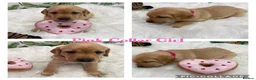 Labrador Retriever dogs for sale: Stunning Labrador Retriever Puppies  - Advert 18