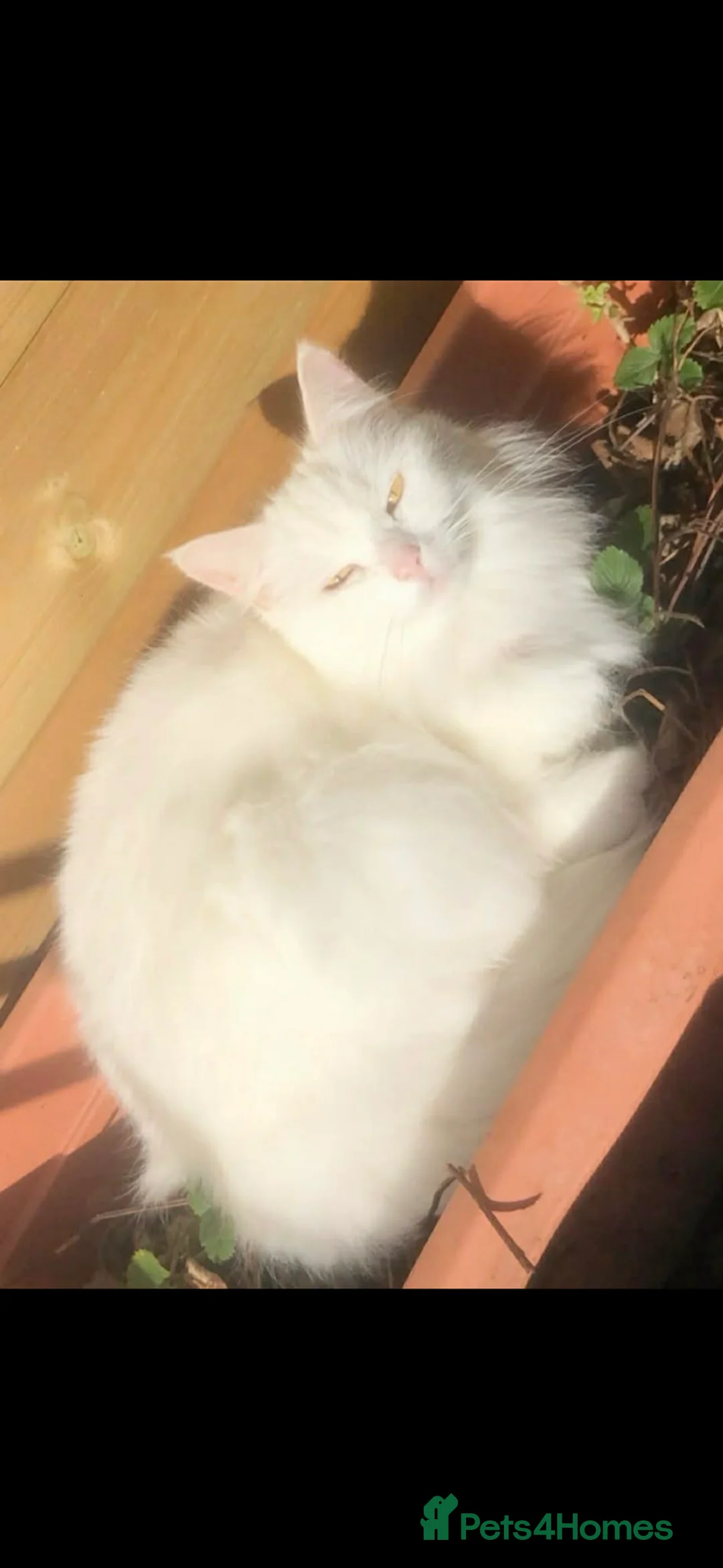 Mixed Breed cats for sale:  Maine coon x Turkish angora kittens - Advert 15