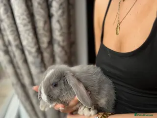 Mini Lop rabbits Baby Mini Lops - Advert 1