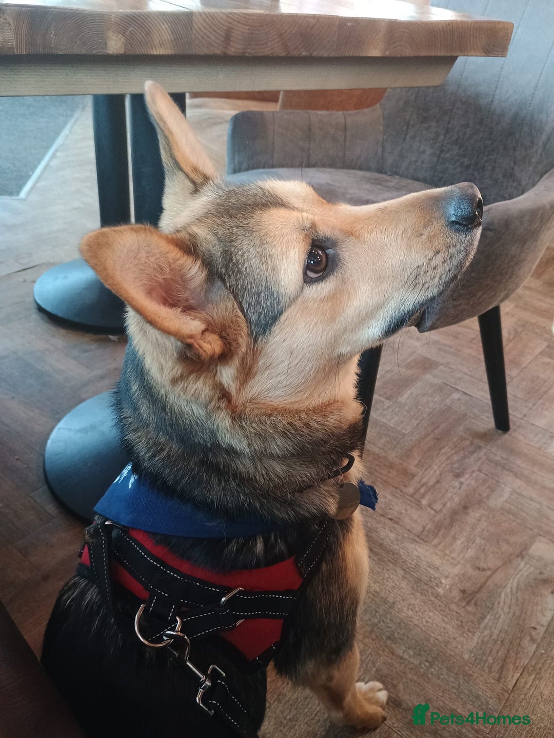 Mixed Breed dogs for adoption: Efa 🐾 would love a doggy sibling - Advert 16