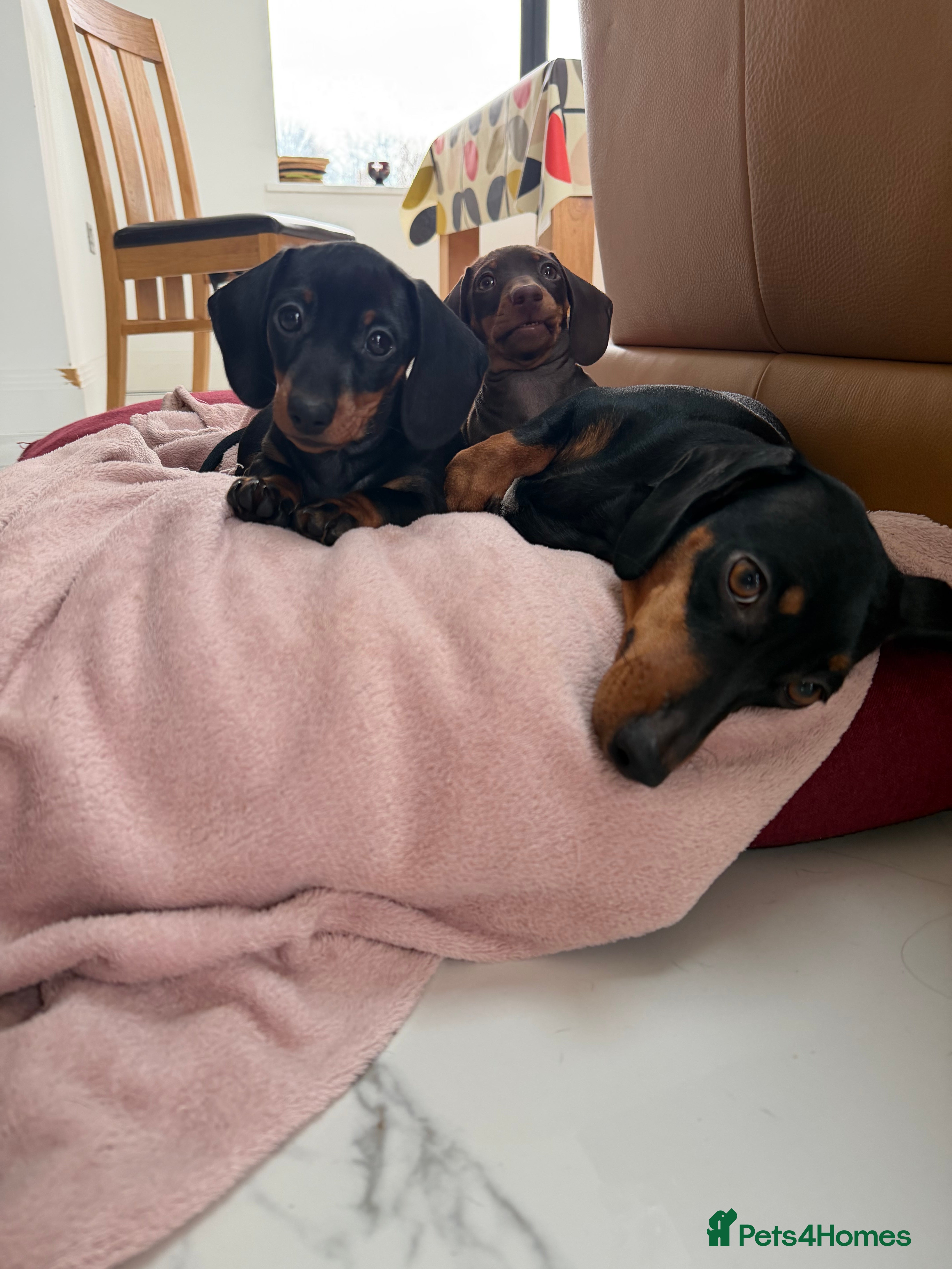 Miniature Dachshund dogs Miniature dachshund puppies - Advert 8
