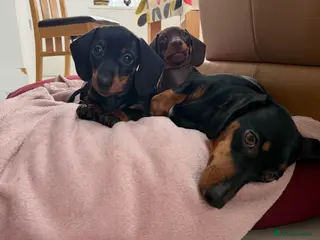 Miniature Dachshund dogs Miniature dachshund puppies - Advert 8