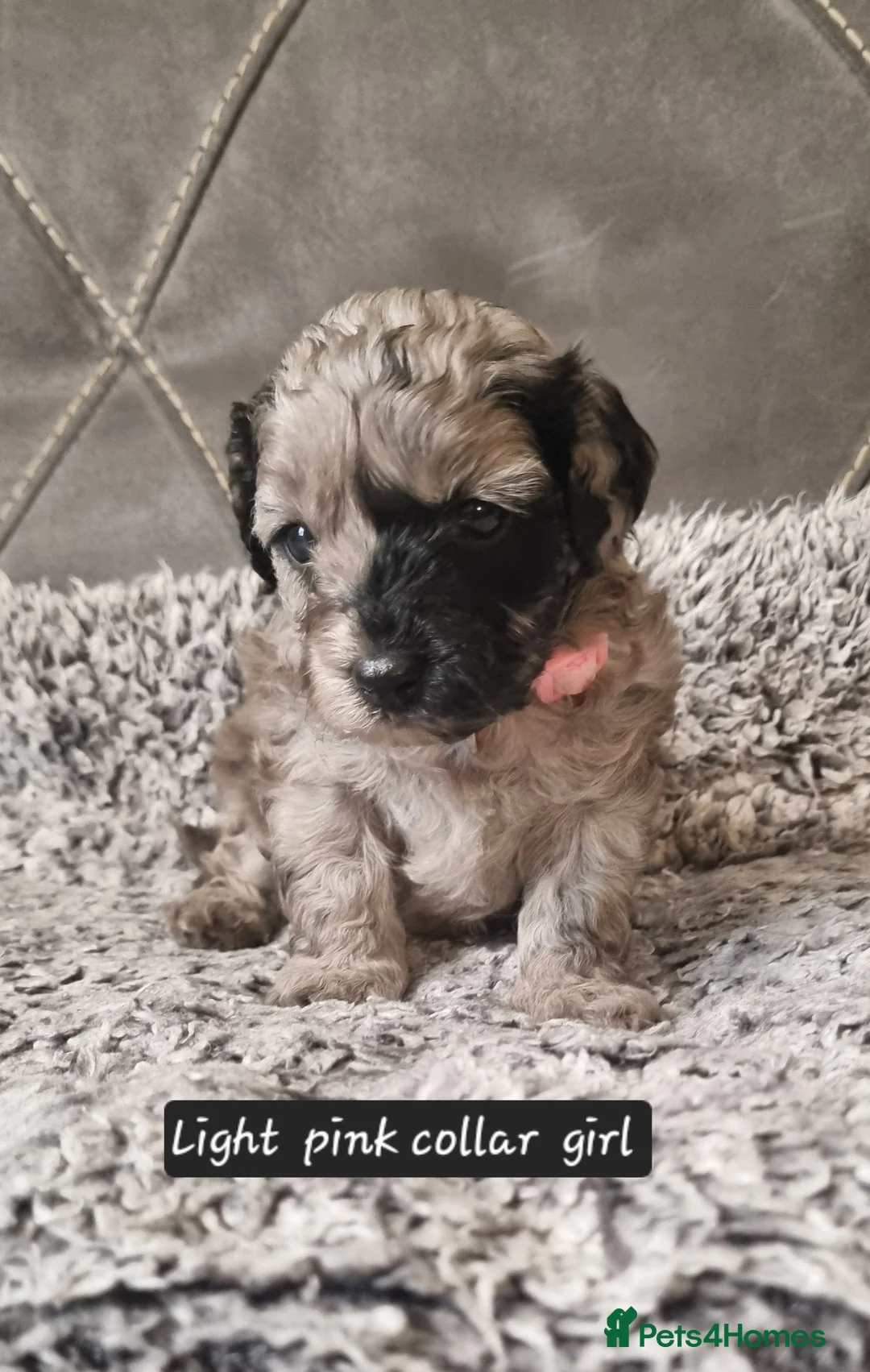 Cavapoo dogs for sale: Cavapoo f1b puppies  - Advert 8