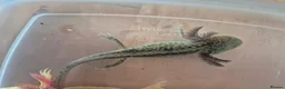 Axolotl reptiles for sale: Various axolotl juveniles available - Advert 4