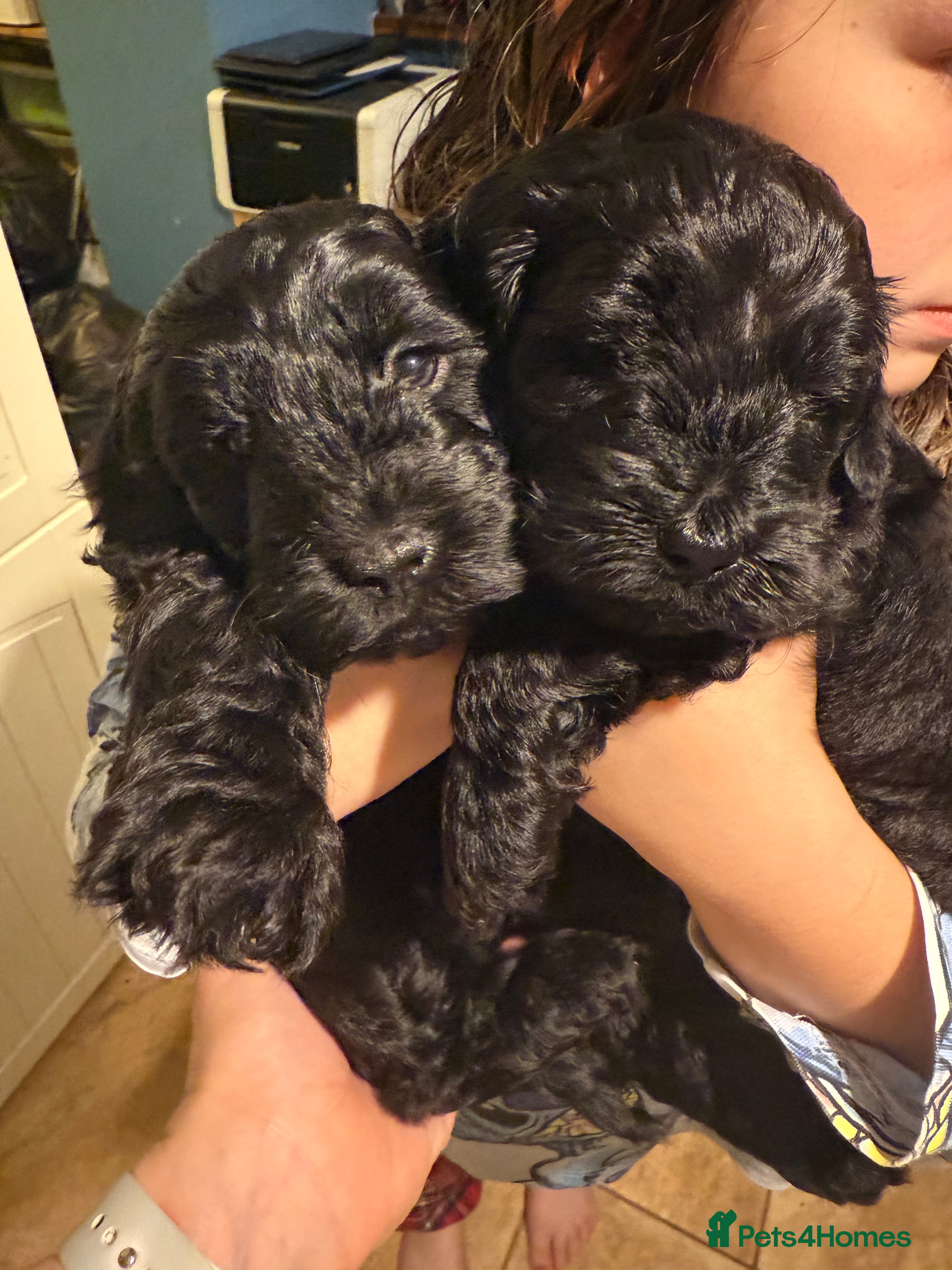 Cockapoo dogs Cockapoo puppies for sale - Advert 6