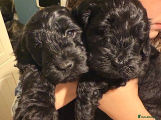 Cockapoo dogs Cockapoo puppies for sale - Advert 18