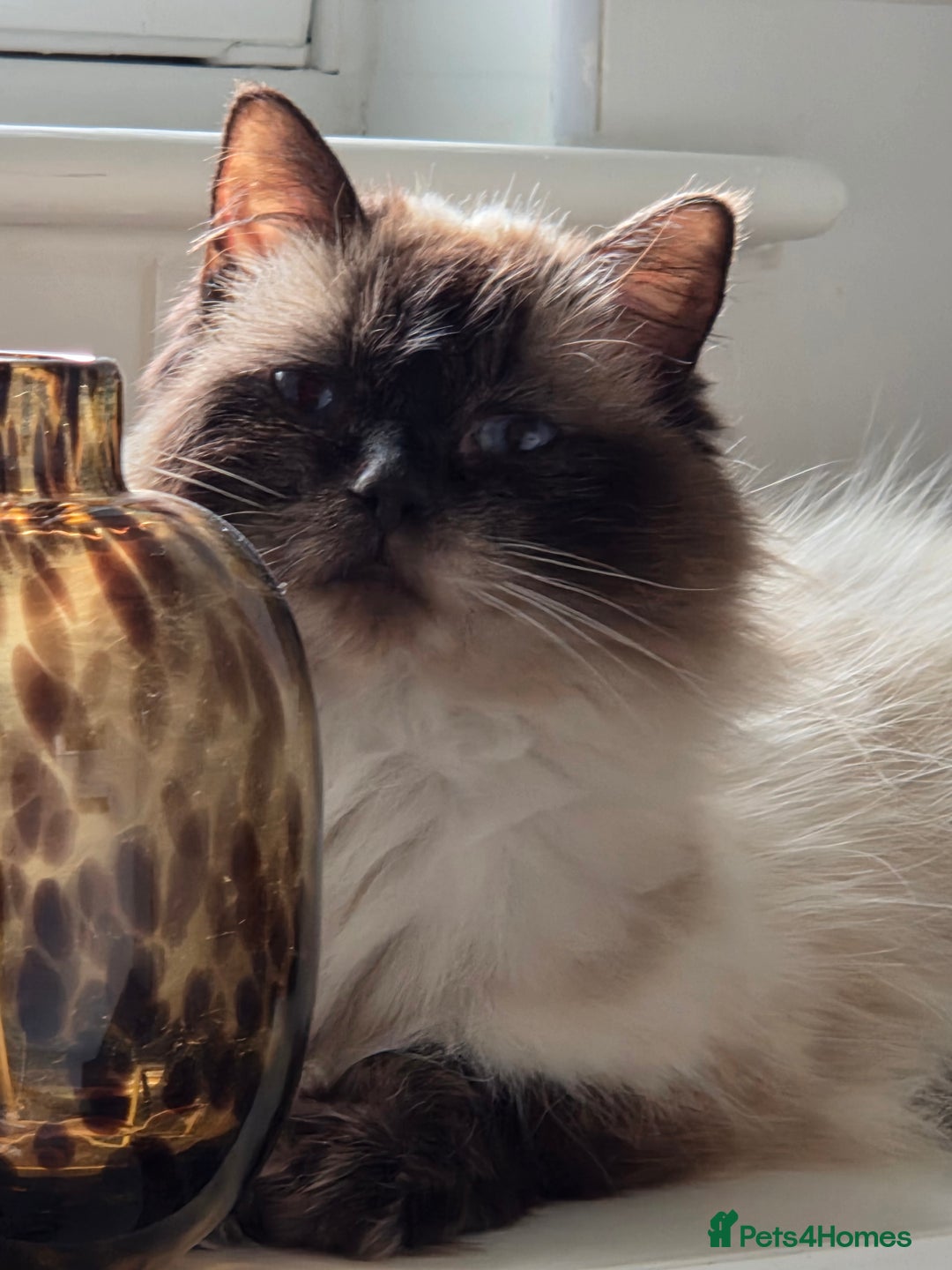 Ragdoll cats for sale: 1 wee beautiful blue ragdoll available - Image 5