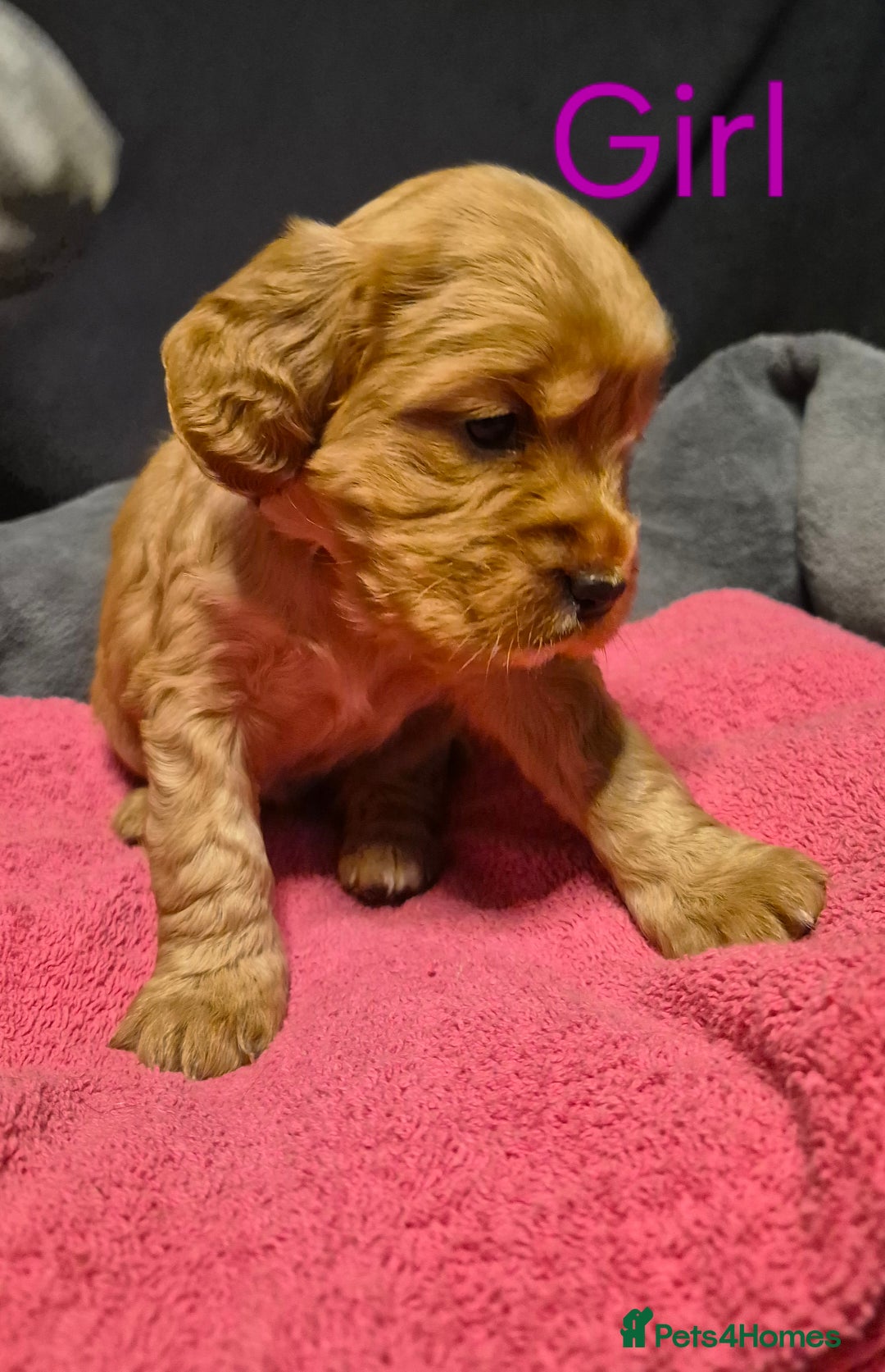 Mixed Breed dogs for sale: Sproker spaniel cross Cavalier King Charles  - Advert 19