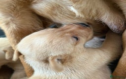 Labrador Retriever dogs for sale: Dark Red and Yellow KC reg DNA Clear Lab Puppies - Image 16