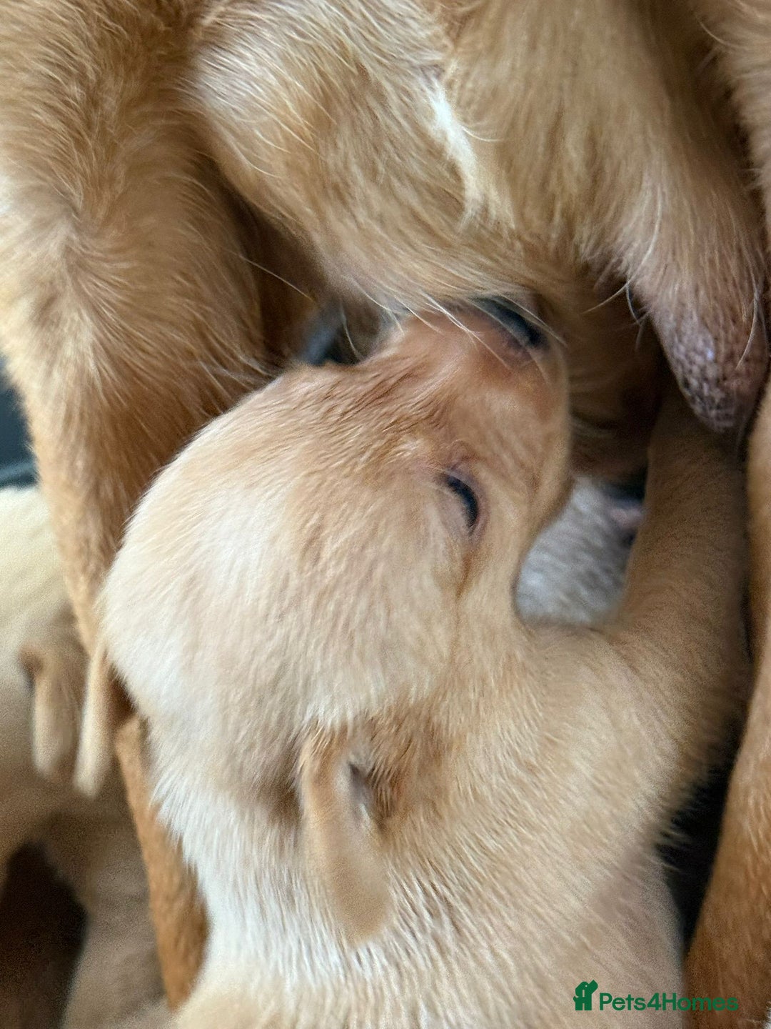 Labrador Retriever dogs for sale: Dark Red and Yellow KC reg DNA Clear Lab Puppies - Image 16