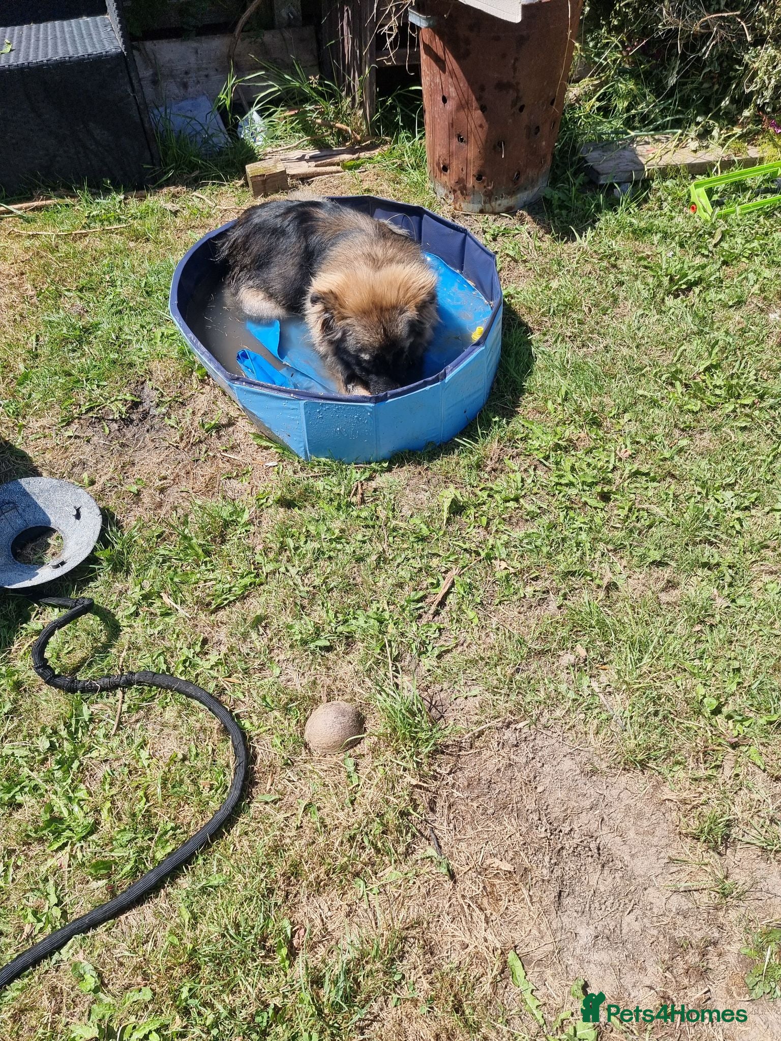 Mixed Breed dogs Boo Bear male - Advert 1