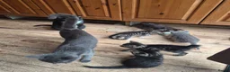 Mixed Breed cats for sale: Lots of lovely sociable kittens - Advert 2