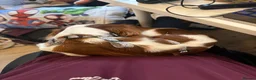 Cavalier King Charles Spaniel dogs for sale: 18 Month Old Cavalier Boy - Advert 3