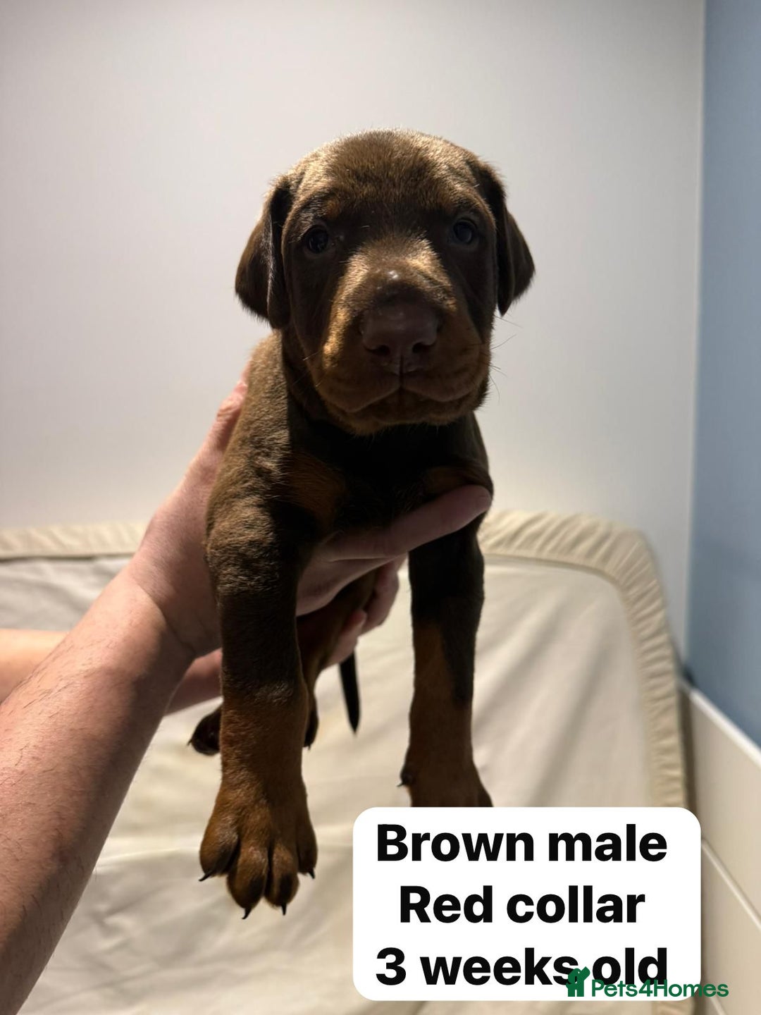 Dobermann dogs for sale: Superb rare champion working Dobermans 🇺🇸🇳🇱  - Advert 3