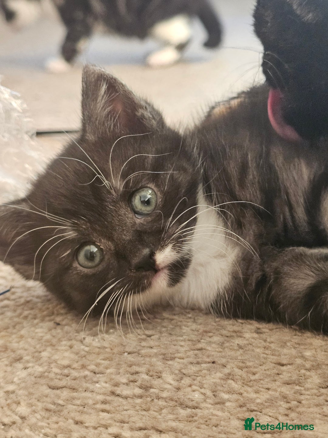Mixed Breed cats for sale: 5 beautiful kittens - Image 2