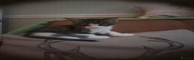 Tonka 