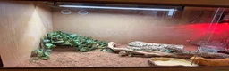 Bearded Dragon reptiles for sale: 5 year old male bearded dragon and full set up  in Oldham - Advert 3