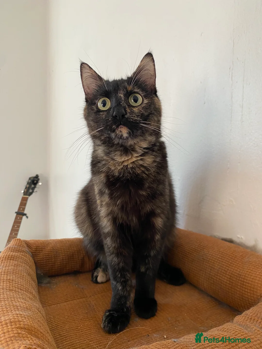 Mixed Breed cats for sale: 3 cats (10 months old) - Advert 2