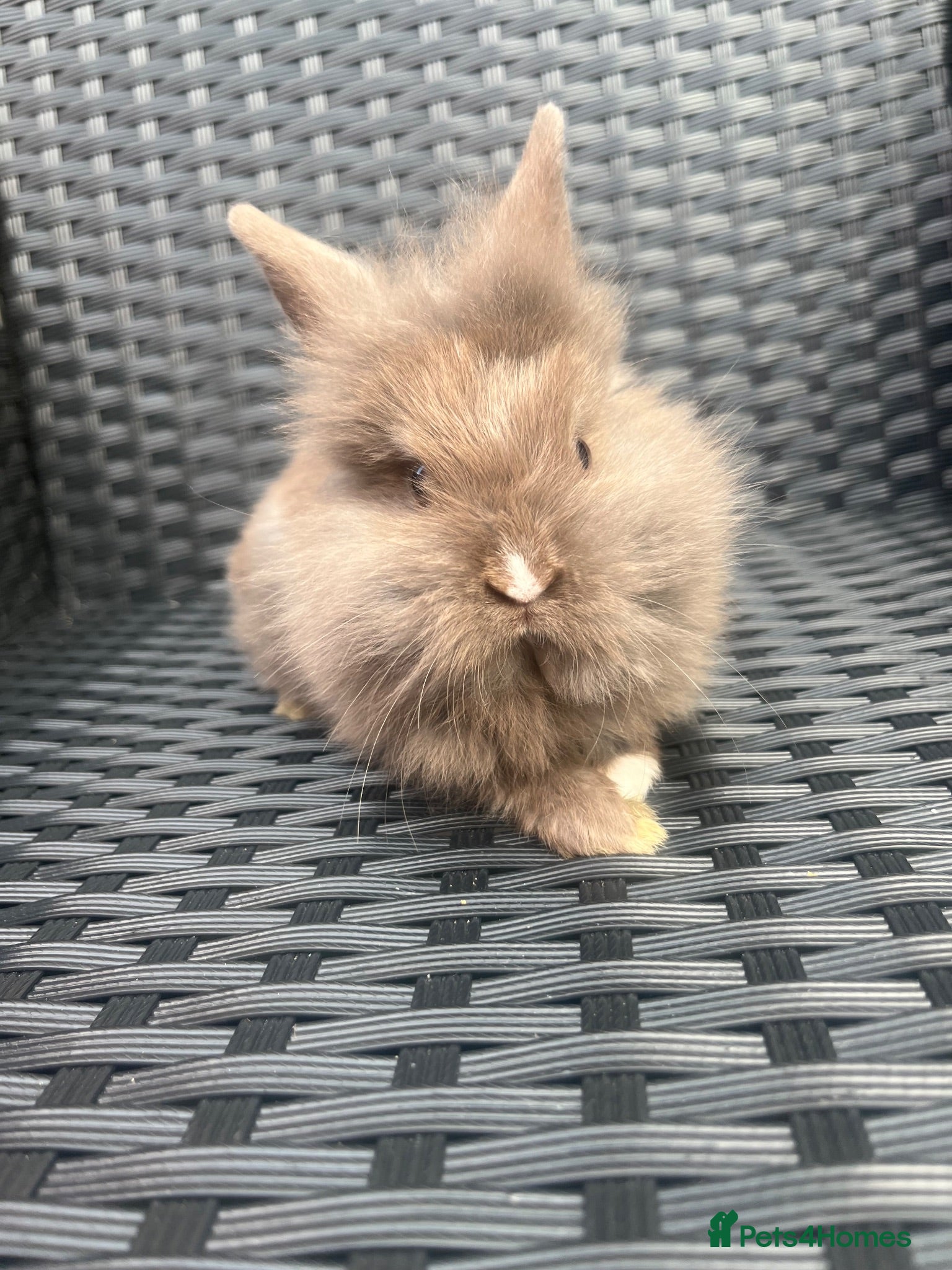 Mini Lion Lop rabbits Lion lops for sale - Advert 11
