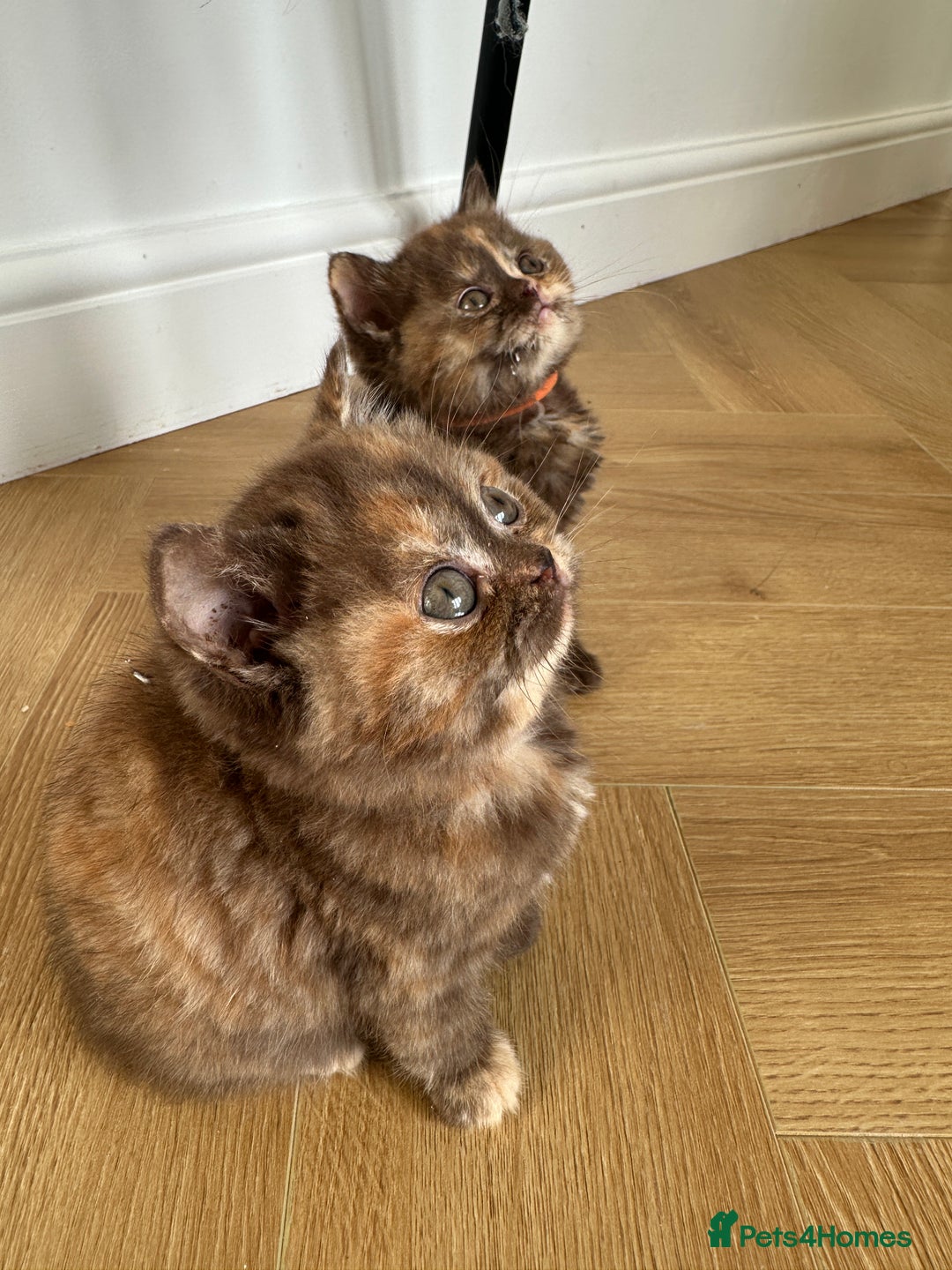 British Shorthair cats for sale: 😻LAST GORGEOUS TORTIE READY FOR NEW HOME😻🎀 - Advert 13