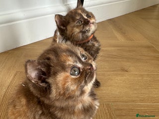British Shorthair cats 😻Beautiful Chocolate Tortie BSH Kittens😻🎀 - Advert 5