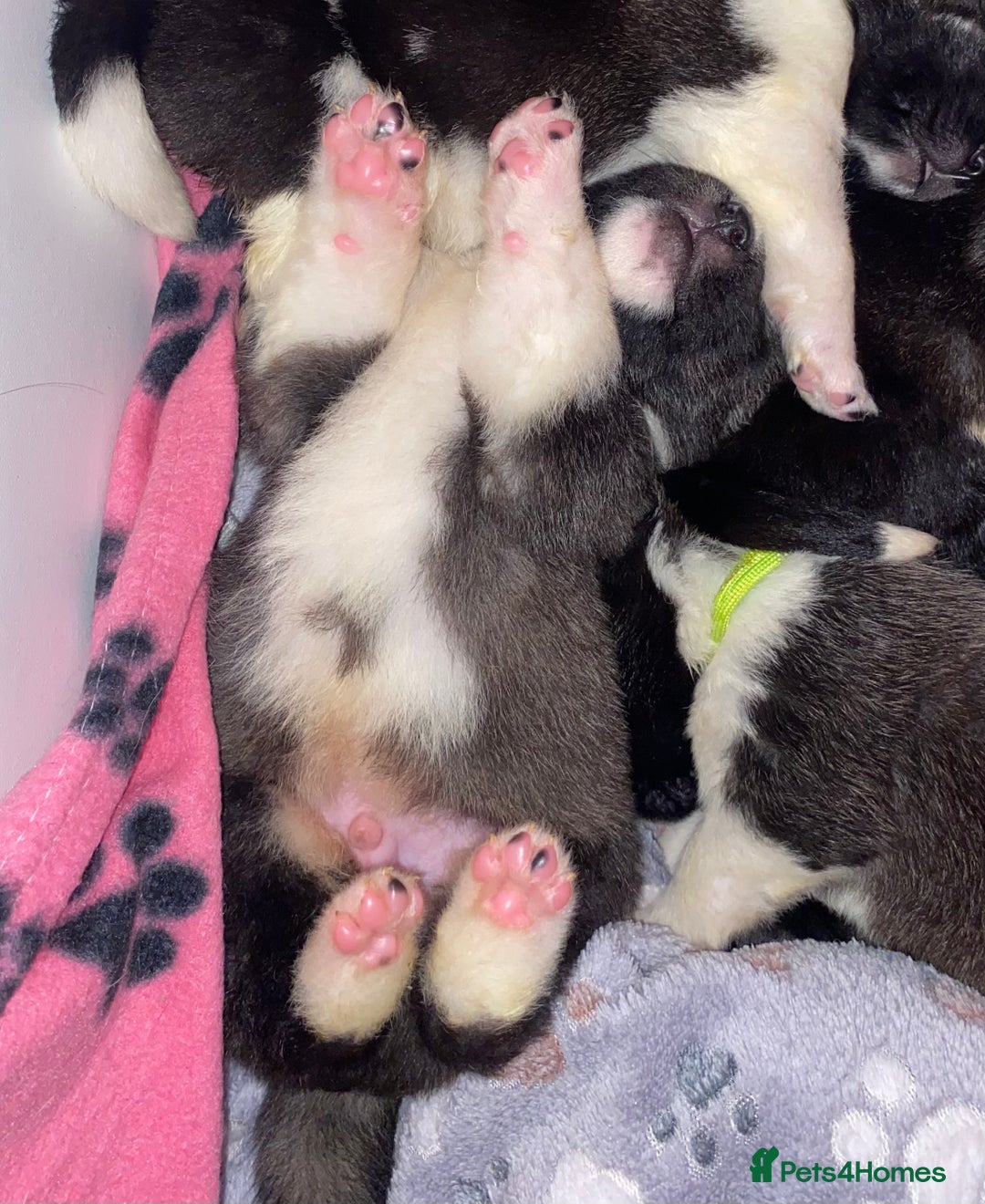 Akita dogs for sale: Beautiful American Akita Puppies 9 Boys 3 Females  - Advert 22