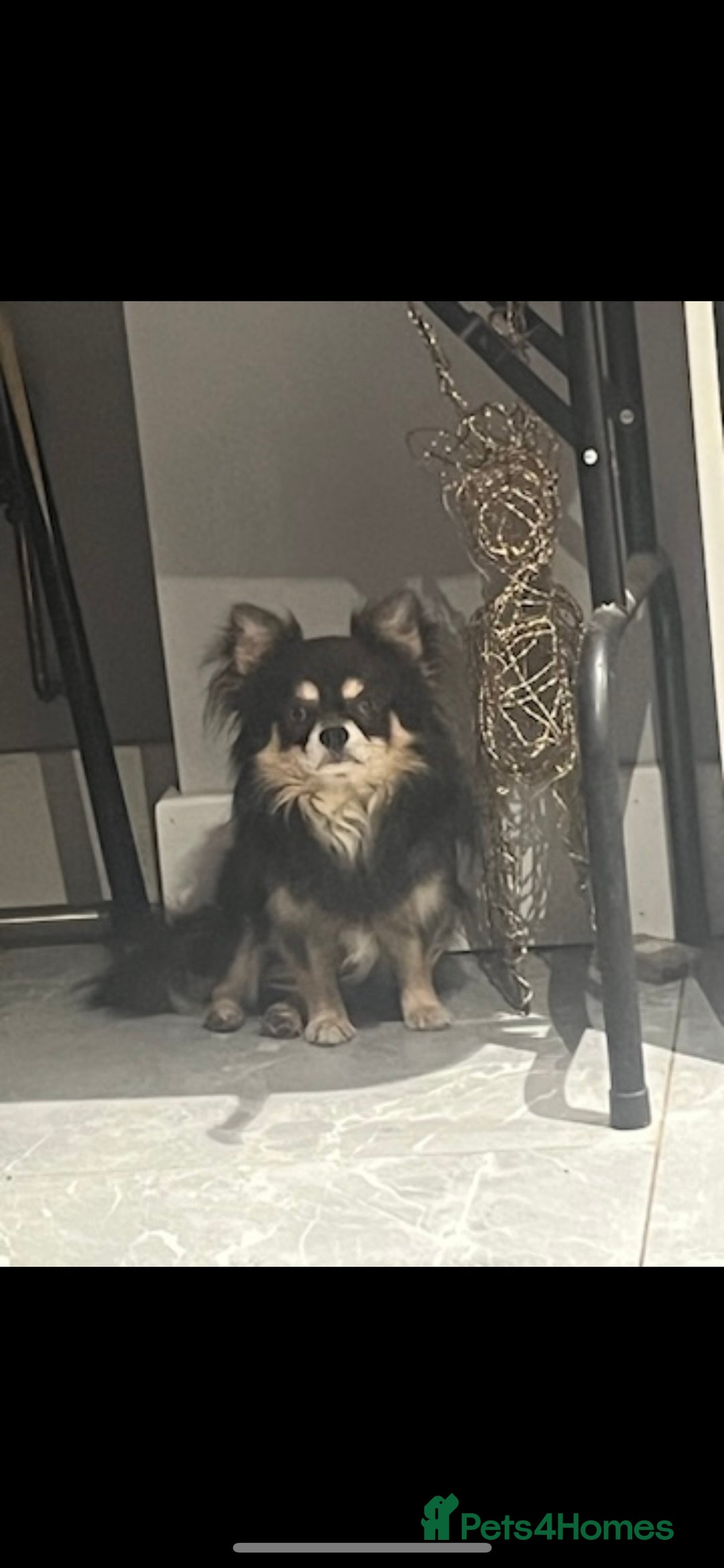 Chihuahua dogs for stud: Blue n tan small chihuahua stud carrying chocolate in Harpenden - Advert 4