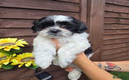 Shih Tzu dogs for sale: Beautiful shitzu puppies for sale - Image 7