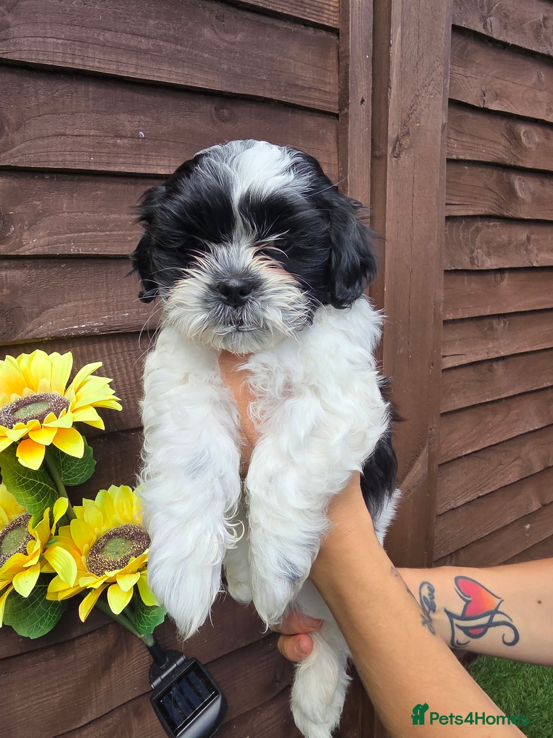 Shih Tzu dogs for sale: Beautiful shitzu puppies for sale - Image 7