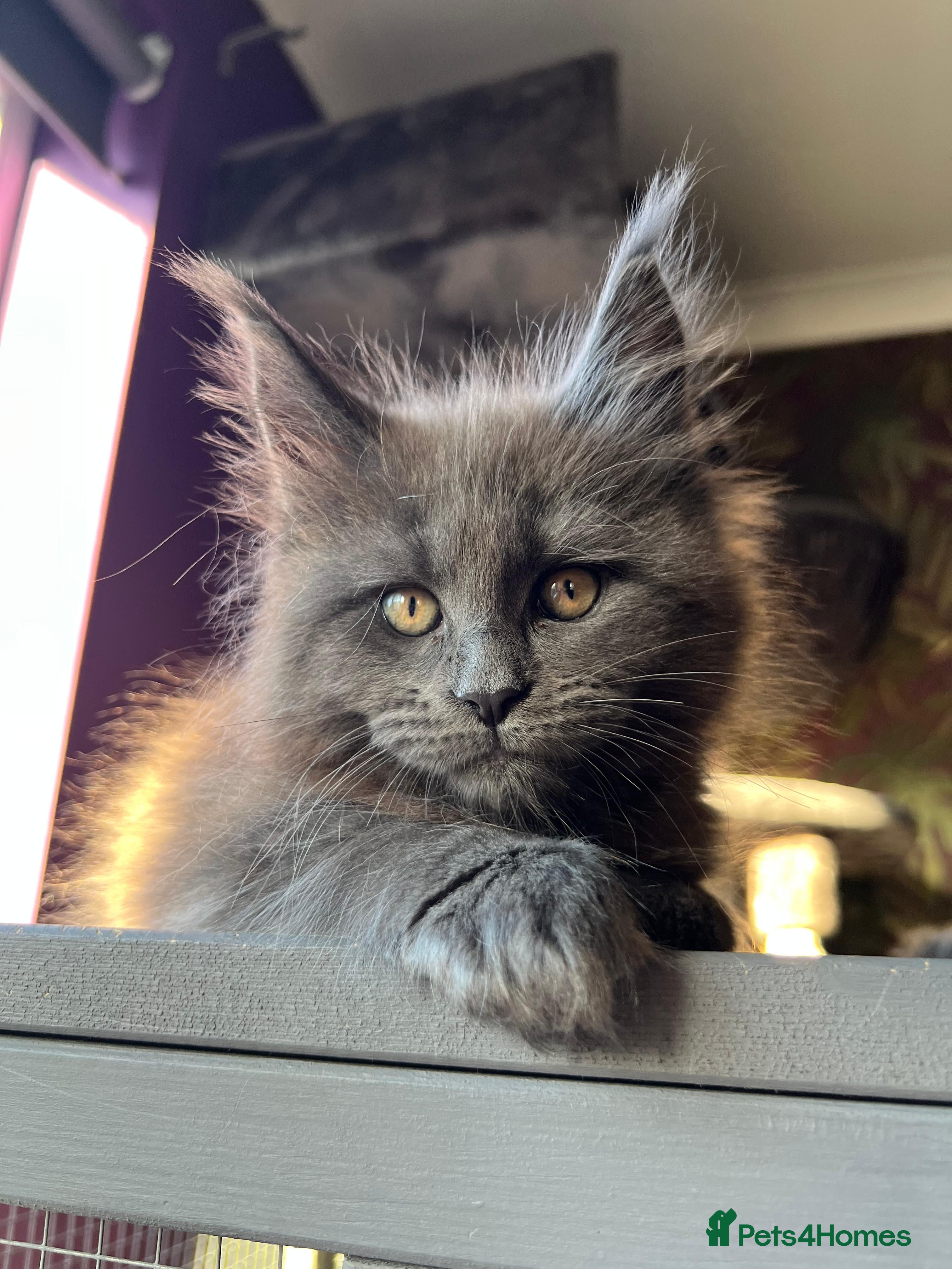Maine Coon cats Blue Smoke Pure Breed Maine Coon Kittens Available - Advert 6