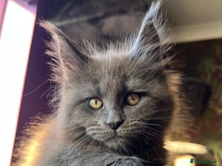 Maine Coon cats Blue Smoke Pure Breed Maine Coon Kittens Available - Advert 2