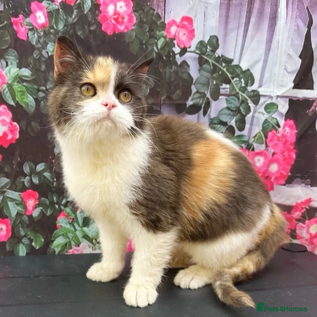 British Shorthair cats for sale: RESERVED  - Image 3