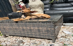 Chihuahua dogs for sale: Short hair white chihuahua & deer head chihuahua  - Image 1